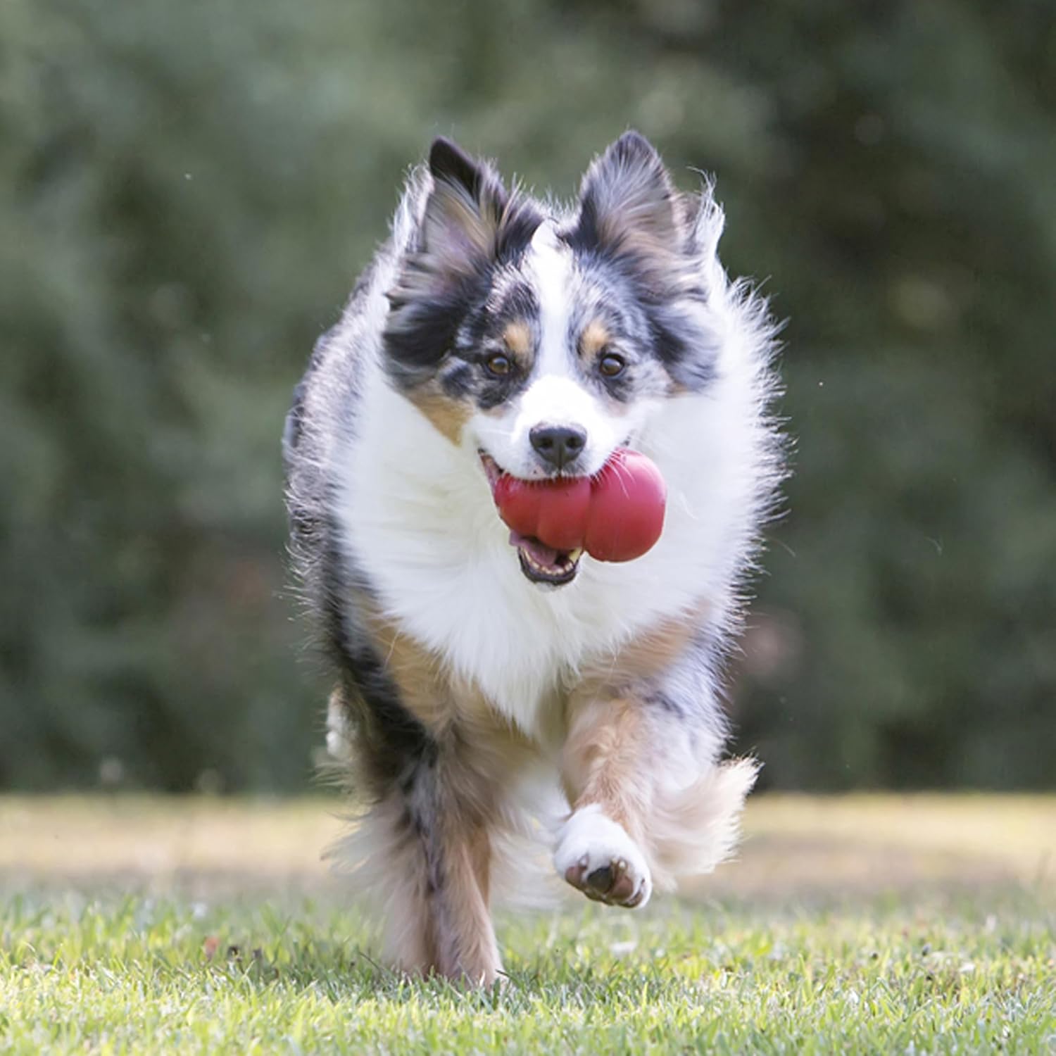 stuffable dog toy-3